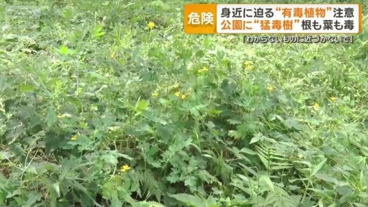クサノオウ