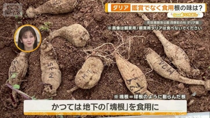 かつては地下の「塊根」を食用に