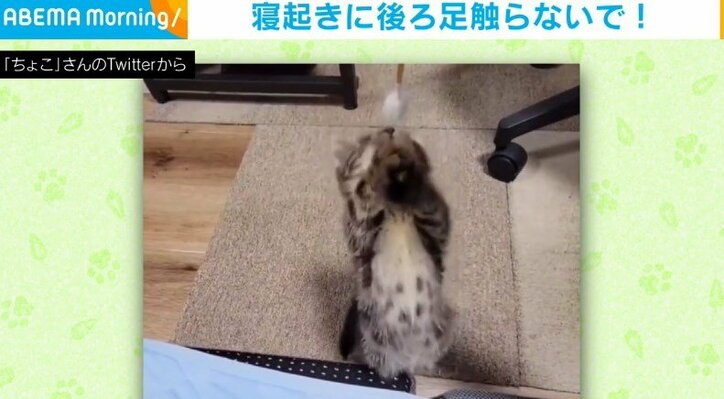 寝起きに後ろ足を撫でられ“大暴れ”するネコ 「寝ぼけてる？」「激しすぎ かわいい～」の声