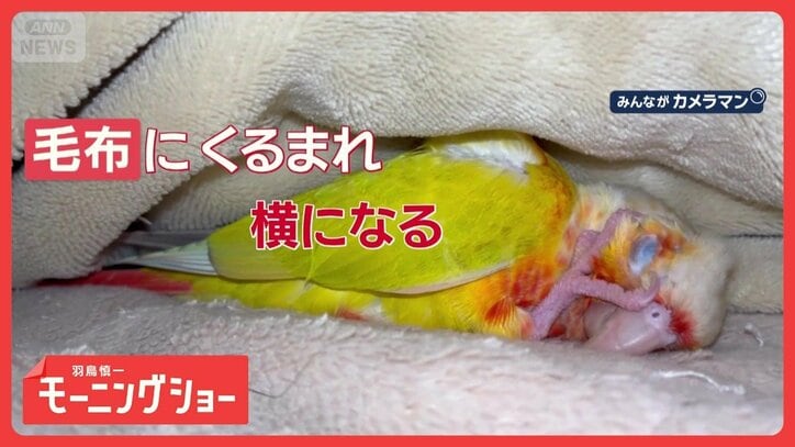 いつの間に? 毛布にくるまって横になり、ウトウト… 毛布で寝るインコさん なぜ?