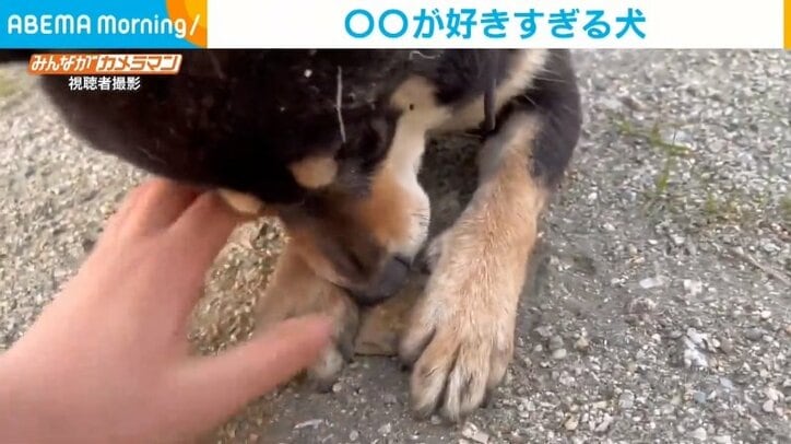 しがみついて離れない！ 石が大好きすぎる柴犬の“はしゃぎっぷり”に飼い主「毎日自分好みを探して遊ぶ」