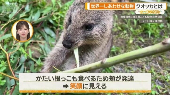 かたい根っこも食べるため頬が発達