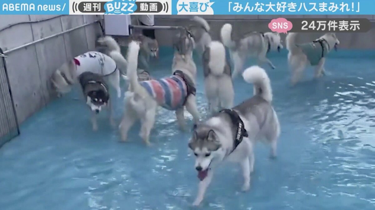 もふもふ天国だ…」十数頭のシベリアンハスキーが、プールで遊ぶ様子に