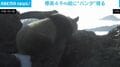 標高4000mを超える極寒・高地にまさかの珍客!? ユキヒョウの生息地に“ジャイアントパンダ”が出現 中国
