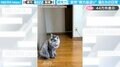 茶トラ猫の突進を“アクロバティック回避”する猫の姿に「華麗すぎる（笑）」「仮面ライダーショー！？」と驚愕