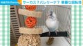 インコがドヤ顔!!まるでサーカスのような“華麗な回転技”を披露し「ポールダンスしてるw」「すごい可愛い」と話題
