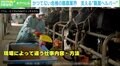 「日本の酪農家、1万戸割れ」の背景に年間330日労働&赤字? 解決策は?