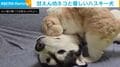 「犬吸いしてる猫？」仰向けハスキーに猛烈スリスリで甘える猫→“されるがまま”な犬の姿に反響「親だと思ってるんじゃないかな」