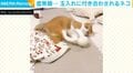 ボール遊びが好きなはずなのに…“虚無顔”になってしまう猫のビフォーアフターが話題「もはや達観してるｗ」「虚脱状態」
