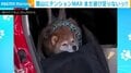雪山散歩後の柴犬が車内で大暴れ “全力拒否”する姿に反響