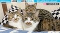 3匹の仲良し猫→4匹に？ぎゅうぎゅう詰めの“もふもふ集会”に「4ニャンの間に顔をうずめたい」「保護された頃から見守ってます！」と反響