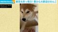 毎朝“数年ぶりの再会並みに歓迎してくれる”柴犬 寝不足の飼い主の活力に 「毎朝これとか嬉しすぎる」の声