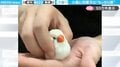 「この大福どこで買えるの?」和菓子のような“もっちり感”のある小鳥の動画がSNSで絶賛の嵐「まるで和菓子だ」「持ち上げられてもお餅なまま」