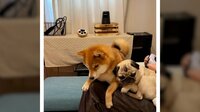 【映像】柴犬の鮮やかすぎる乗っ取りにパグ困惑