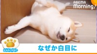 【映像】“個性強め”な寝顔と体勢の柴犬