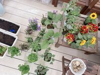 辻希美『New野菜♡』