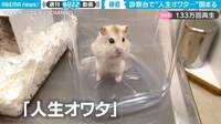 ハムスターが診察台で絶望 “硬直する姿”に「この世の終わり感が伝わってくる」