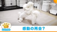 【映像】熱い抱擁を交わす2匹の犬の“意外な理由”