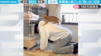 【映像】「まるでコント」のような保護猫たちとの日々