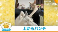 【映像】猫パンチ → 威嚇で“姉”と戦おうとする子猫