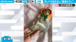 飼い主に何をされても起きない爆睡リス 「完全に野生を捨ててる」寝姿に癒やされる人続出