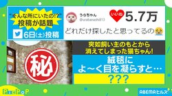 飼い主の元から突然消えた猫 完全に絨毯と一体化している姿に「カメレオン」「気づかず踏んじゃいそう」驚きの声