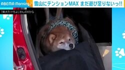 雪山散歩後の柴犬が車内で大暴れ “全力拒否”する姿に反響