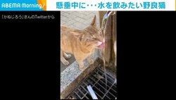 足元で何度も「にゃー」“甘えた声”で「水飲みたい」と催促する野良猫に「人間の使い方をよく理解してる」の声