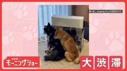 ヒーター前で大渋滞！ギューギューに体をくっつけるワンちゃんたち「お互い好き同士」