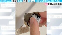 警戒心の強い“カノコスズメ”を0日から育てた結果… 飼い主にデレデレ状態「撫でてもらって幸せそう」反響続々