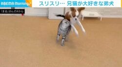 大好きすぎて縦横無尽に猫の周りを駆け回る元気いっぱいの犬 スリスリも止まらない…溺愛ぶりが話題に