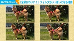 柴犬の“微妙に違う可愛さ”が原因!? スマホ容量を圧迫する悩みに「同感です」「ちょっとでも違うと消せないです」と共感の声