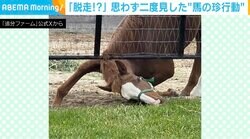脱走！？思わず二度見した“馬の珍行動”に「隣の芝生はうまいな〜」「執念が凄まじいw」などの反響