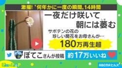 「愛を感じる」“数年に一度の奇跡” サボテンの開花を収めた動画に大反響