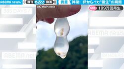 この半透明の不思議な物体は…？ “卵”から誕生する赤ちゃんイカの神秘的すぎる瞬間をとらえた超貴重映像