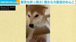 毎朝“数年ぶりの再会並みに歓迎してくれる”柴犬 寝不足の飼い主の活力に 「毎朝これとか嬉しすぎる」の声