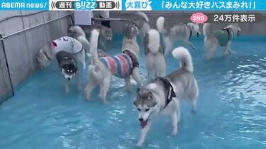 【空シド】ヒョウ　オオカミ　シベリアンハスキー　4点　BAEZ3 もふもふ天国だ…」十数頭のシベリアンハスキーが、プールで遊ぶ様子に