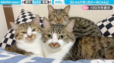 3匹の仲良し猫→4匹に？ぎゅうぎゅう詰めの“もふもふ集会”に「4ニャン