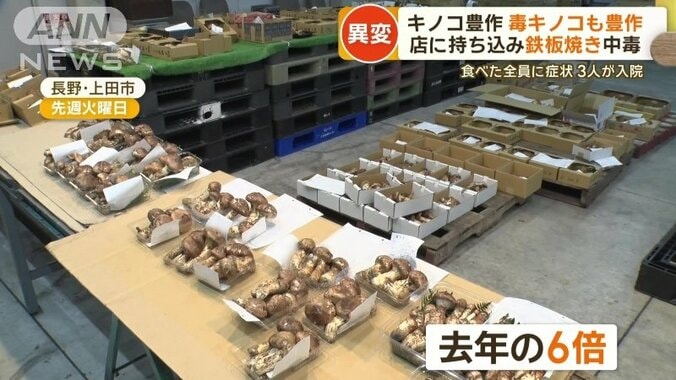 長野県の市場には去年の6倍ものマツタケが