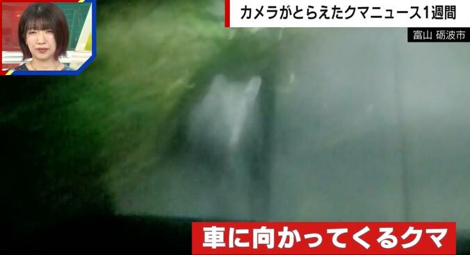 車に向かってくるクマ（富山県・砺波市）
