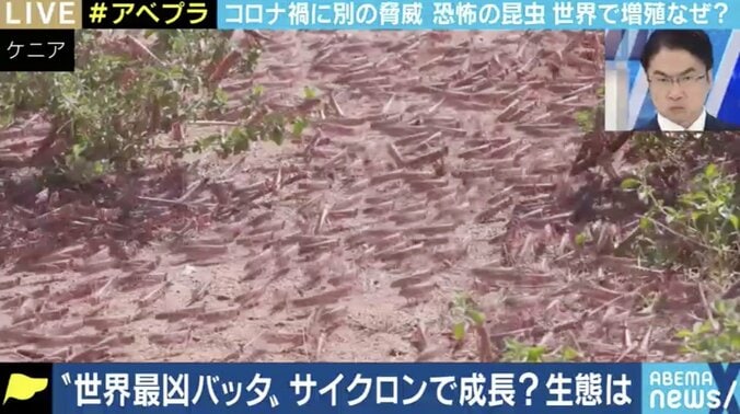 コロナ禍で防除に苦慮…世界でバッタが大量発生、過去のケースでは最長15年間も 5枚目