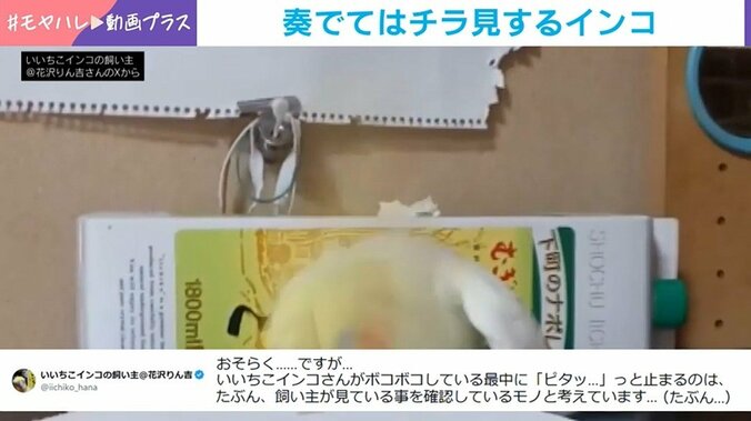 通称“いいちこインコ”のハナちゃん