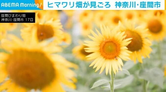 ヒマワリ畑