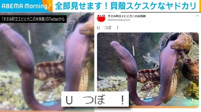 中身がスケスケの“クリスタルヤドカリ”に“Uつぼ”！ ユニークさが際立つ「エビとカニの水族館」のツイート 2枚目