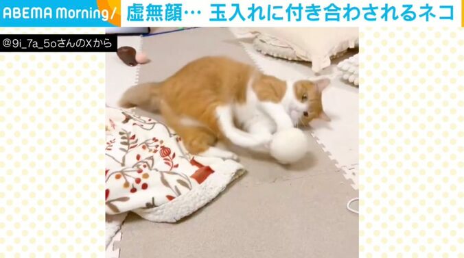 猫のきなこちゃん