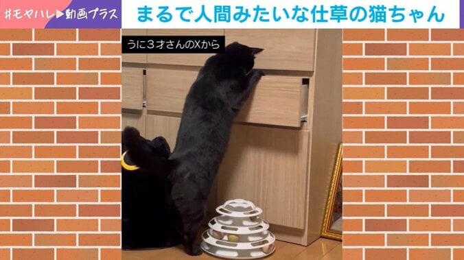 猫のうにくん