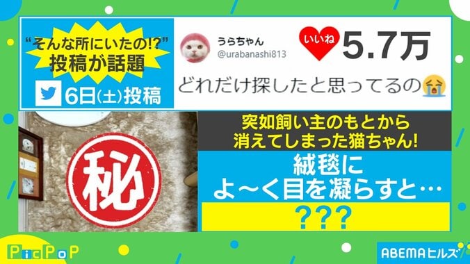 飼い主の元から突然消えた猫 完全に絨毯と一体化している姿に「カメレオン」「気づかず踏んじゃいそう」驚きの声 1枚目