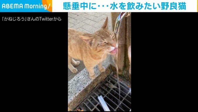 足元で何度も「にゃー」“甘えた声”で「水飲みたい」と催促する野良猫に「人間の使い方をよく理解してる」の声 1枚目