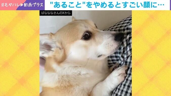 あんずちゃん