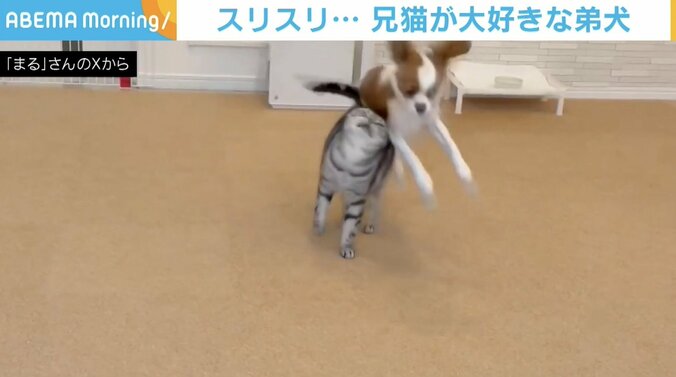 11歳の猫・佐助くんと1歳2カ月の犬・まるちゃん